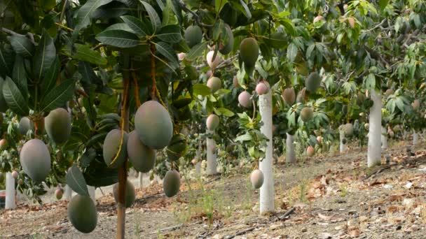 Plantación de árboles de mango — Vídeos de Stock