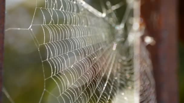 Spider Web — Stock Video