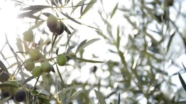 Zeytin ağacının dalını meyve