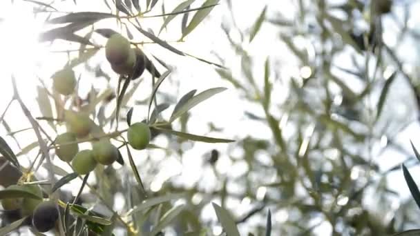 Las aceitunas en la rama del árbol — Vídeo de stock