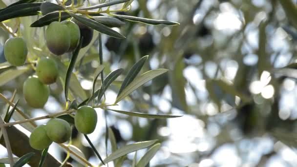 Azeitonas fruto em ramo de árvore — Vídeo de Stock