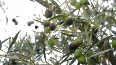 Zeytin ağacının dalını meyve