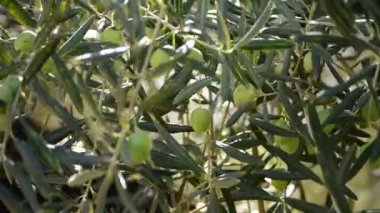 Zeytin ağacının dalını meyve