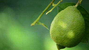 Bir Daldan Sallanan Limon