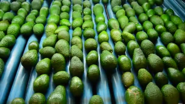 Aguacates en linepack — Vídeos de Stock