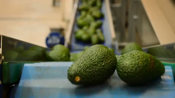 Avocados in a packaging line — Stock Video