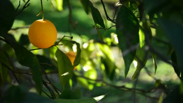 Orange hanging on tree branch — Stock Video