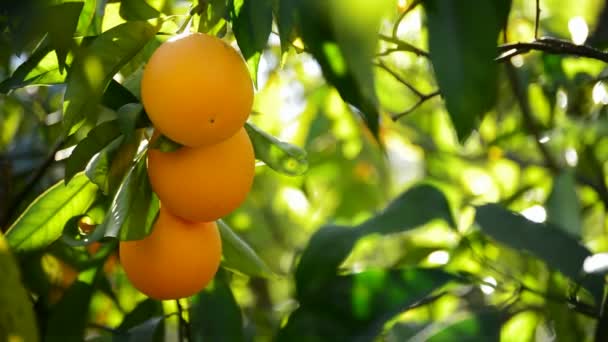 Апельсины висят на ветке дерева — стоковое видео