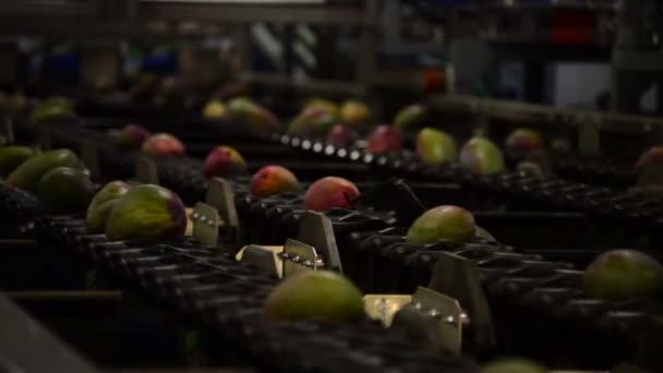 Mangos en línea de paquete — Vídeo de stock