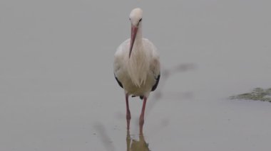 Nehirdeki Vahşi Leylek Yağmurlu bir günde