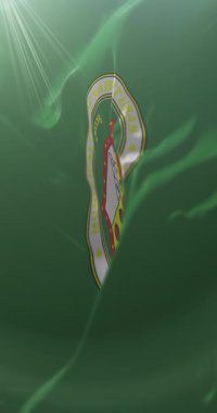 Nabunturan, Filipinler bayrağı. Döngü. 4K Dikey