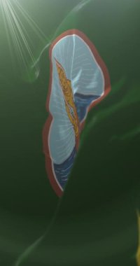 Tayland 'ın Satun ilinin bayrağı. Döngü. 4K Dikey