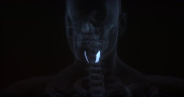 İnsan vücudunda tirohyoid kas. X Ray