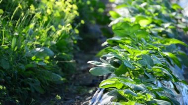 Plantation bitkileri alanında marul gibi