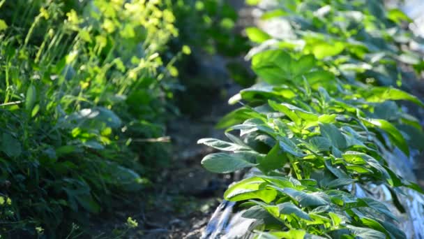 Plantación de cultivos como lechuga en el campo — Vídeos de Stock