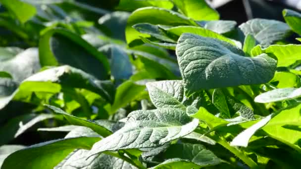Plantáže plodin jako salát v poli — Stock video