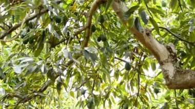 Avokado meyve hasat plantasyonunda