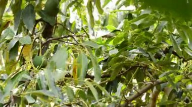 Avokado meyve hasat plantasyonunda