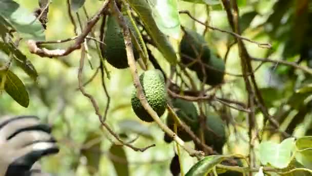 Avocado Fruit in plantation at harvest — Stock Video