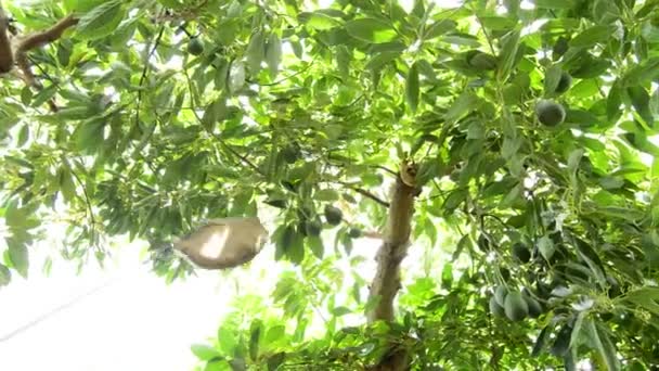 Avocado Fruit in plantation at harvest — Stock Video