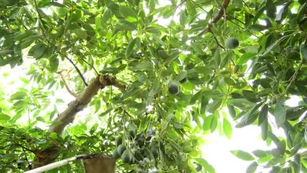 Aguacate Fruta en la plantación en la cosecha — Vídeo de stock