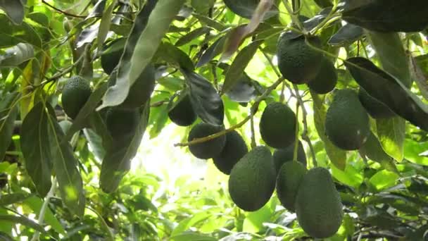 Avocado Fruit in plantation bij de oogst — Stockvideo