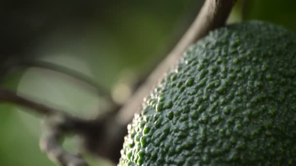 Avocado Fruit in plantation bij de oogst — Stockvideo