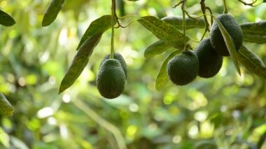 Avokado meyve hasat plantasyonunda
