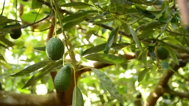 Avocado Fruit in plantation bij de oogst — Stockvideo