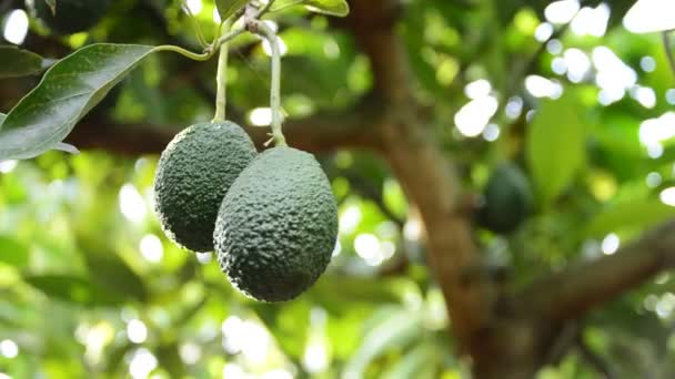 Aguacate Fruta en la plantación en la cosecha — Vídeos de Stock