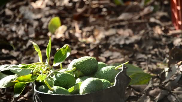 Aguacate Fruta en la plantación en la cosecha — Vídeo de stock