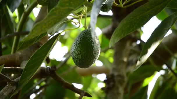 Avocadofrucht auf Plantage bei der Ernte — Stockvideo