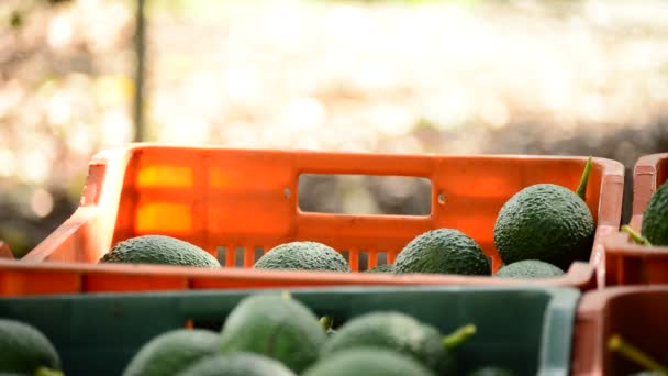 Avocadofrucht auf Plantage bei der Ernte — Stockvideo