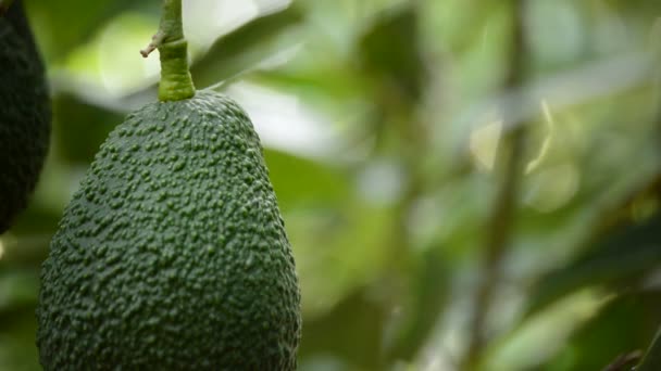 Avocado Fruit in plantation bij de oogst — Stockvideo