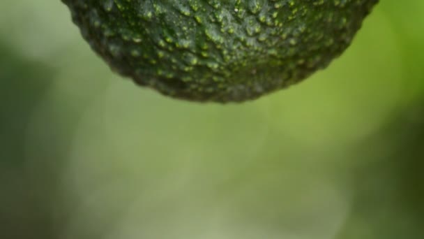Плоды авокадо на плантации во время сбора урожая — стоковое видео