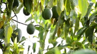 Avokado meyve hasat plantasyonunda