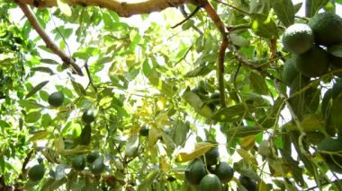 Avokado meyve hasat plantasyonunda