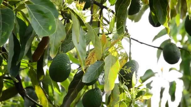 Плоды авокадо на плантации во время сбора урожая — стоковое видео