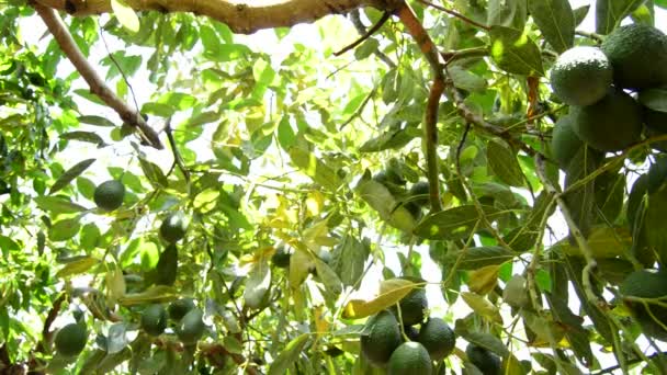 Avocado Fruit in plantation bij de oogst — Stockvideo