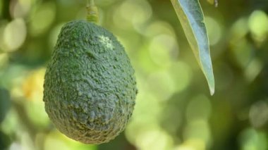 Avokado meyve hasat plantasyonunda
