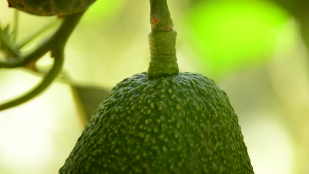 Frutas de abacate em plantação na colheita — Vídeo de Stock