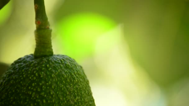 Avocat Fruits en plantation à la récolte — Video