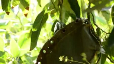 Avokado meyve hasat plantasyonunda