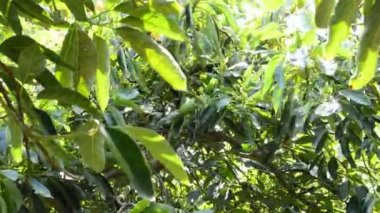 Avokado meyve hasat plantasyonunda