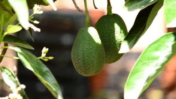 Avokádo ovoce v plantáži při sklizni — Stock video