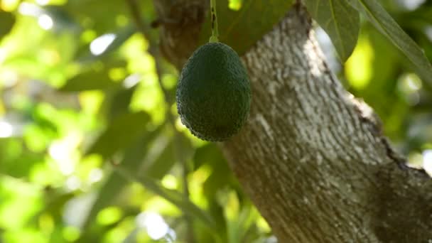 Avocadofrucht auf Plantage bei der Ernte — Stockvideo