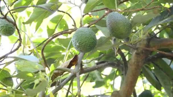 Avocado Frutta in piantagione al momento del raccolto — Video Stock