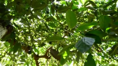Avokado meyve hasat plantasyonunda