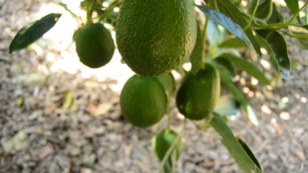 Avocado Fruit in plantation bij de oogst — Stockvideo