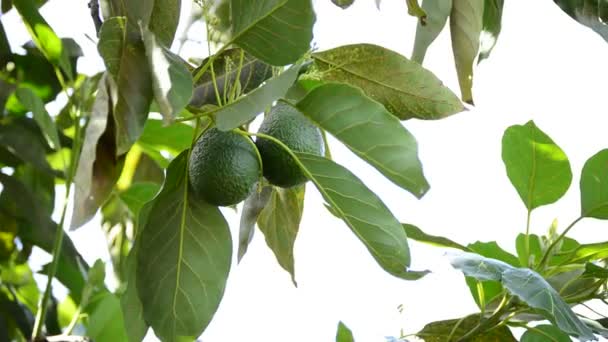 Avokádo ovoce v plantáži při sklizni — Stock video